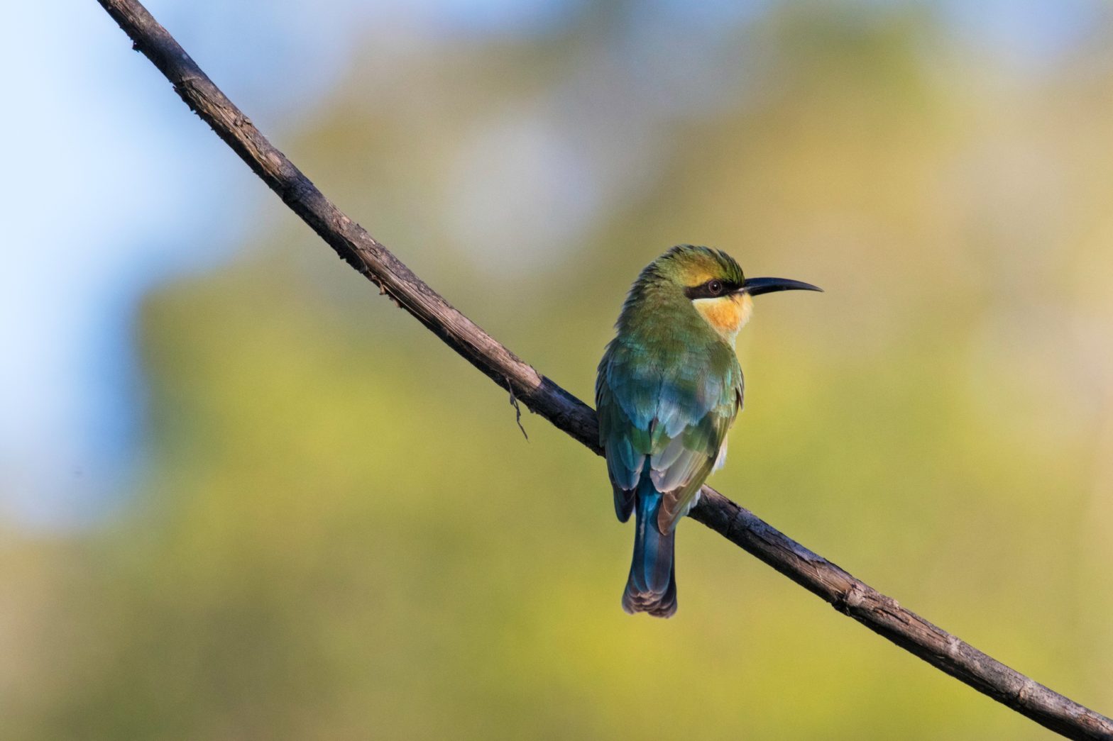 Rainbow Bee-Eater on a branch in Australia.