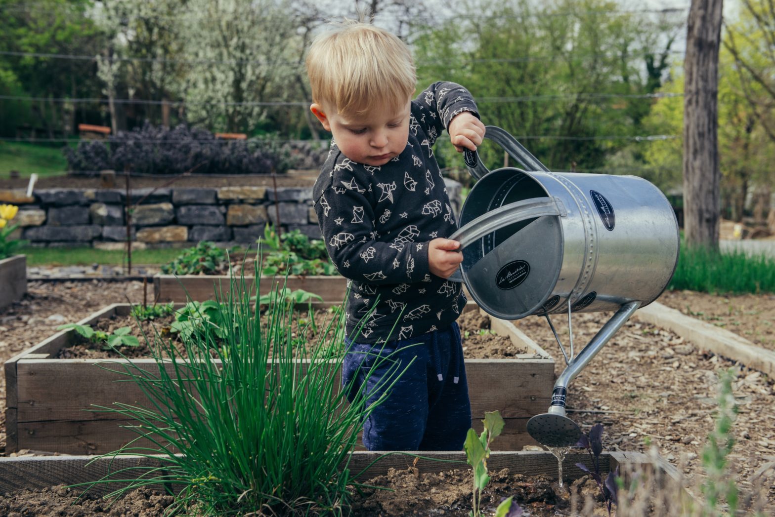 Boy waters a veggie garden with a watering can.